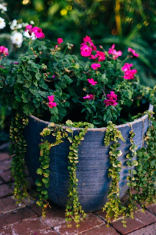 A rustic ceramic planter filled with blooming flowers on a wooden patio