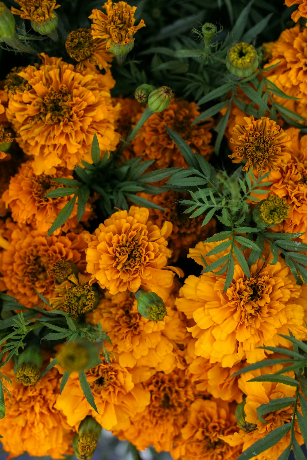 a bunch of yellow flowers with green leaves