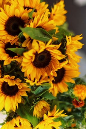 A close-up view of a vibrant bouquet of sunflowers, featuring large, bright yellow petals surrounding dark brown centers. The green leaves add contrast and depth to the composition, creating a lively and natural arrangement.