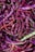 A collection of vibrant purple and pink speckled beans, some with hints of green, scattered in a pile. The beans have a natural, organic texture with a rich color palette.