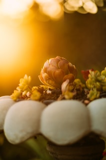 Close-up of a golden-hued succulent catching warm sunlight on a dark wooden surface.