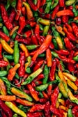 A colorful display of assorted chiles including serrano, habanero, and poblano peppers.