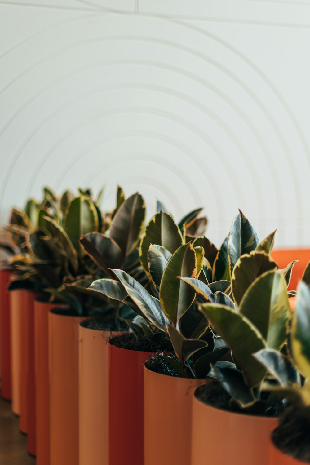 a row of potted plants sitting on top of a wooden table