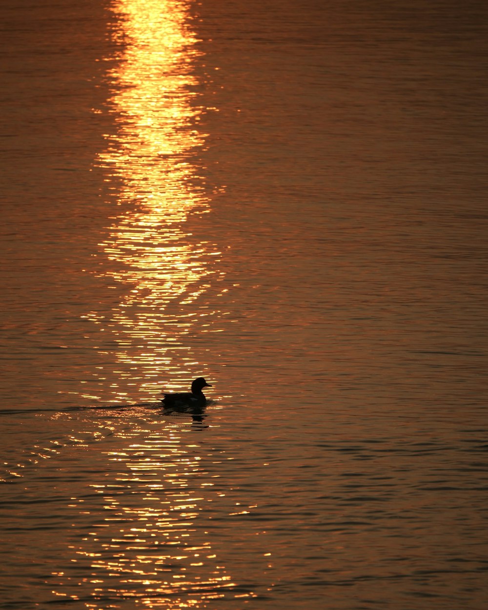 a duck floating on top of a body of water