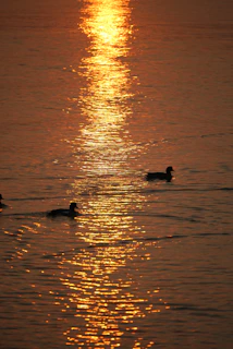 A golden sunrise casting warm light over a misty Tampa Bay marsh with ducks taking flight.