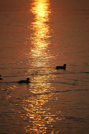 A golden sunrise casting warm light over a misty Tampa Bay marsh with ducks taking flight.