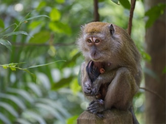 A monkey with a calm expression cradles a baby monkey in its arms while perched on a wooden post. The background is filled with lush, green foliage, contributing to a serene, natural environment.