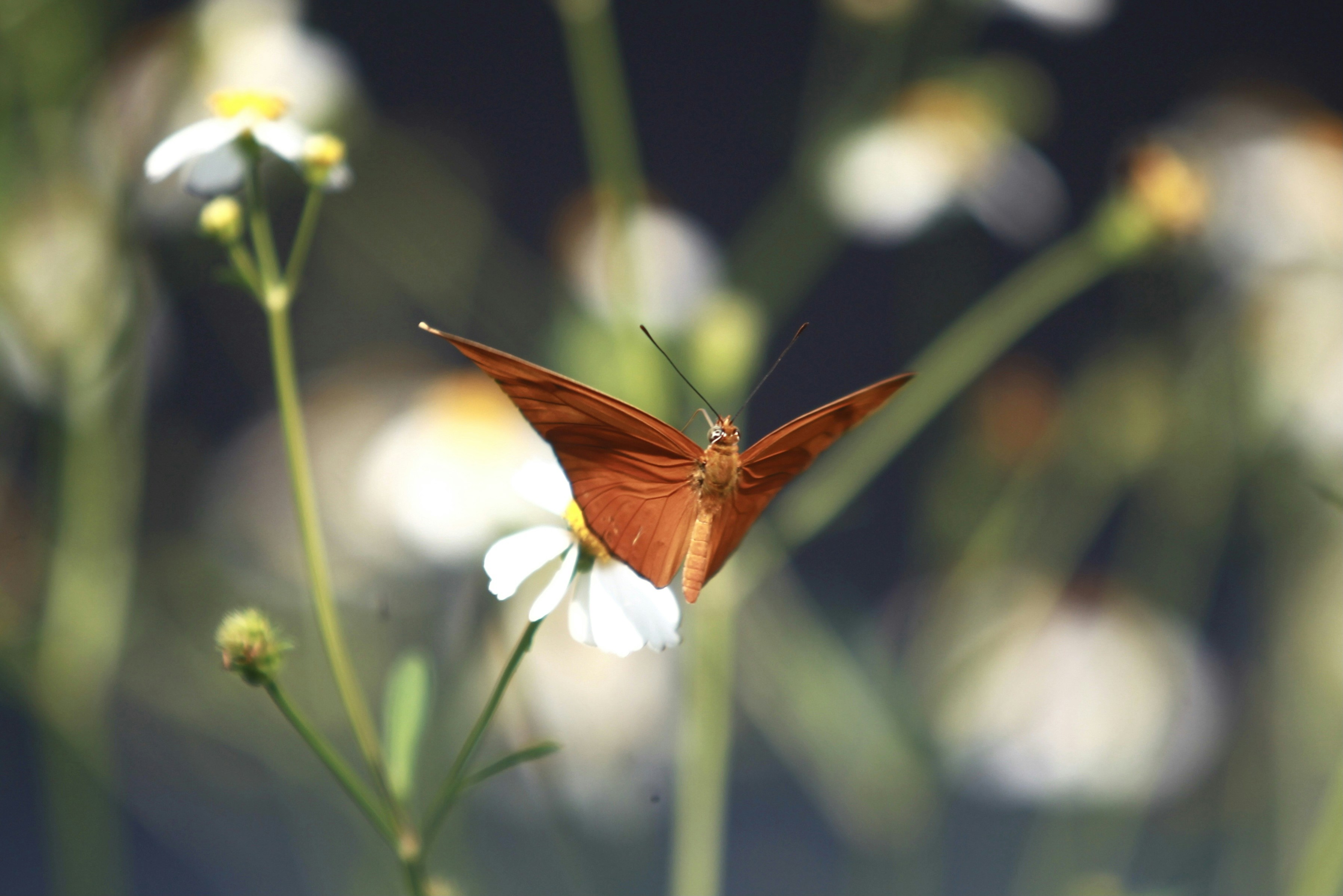 Photo by azlanhadiabubakar