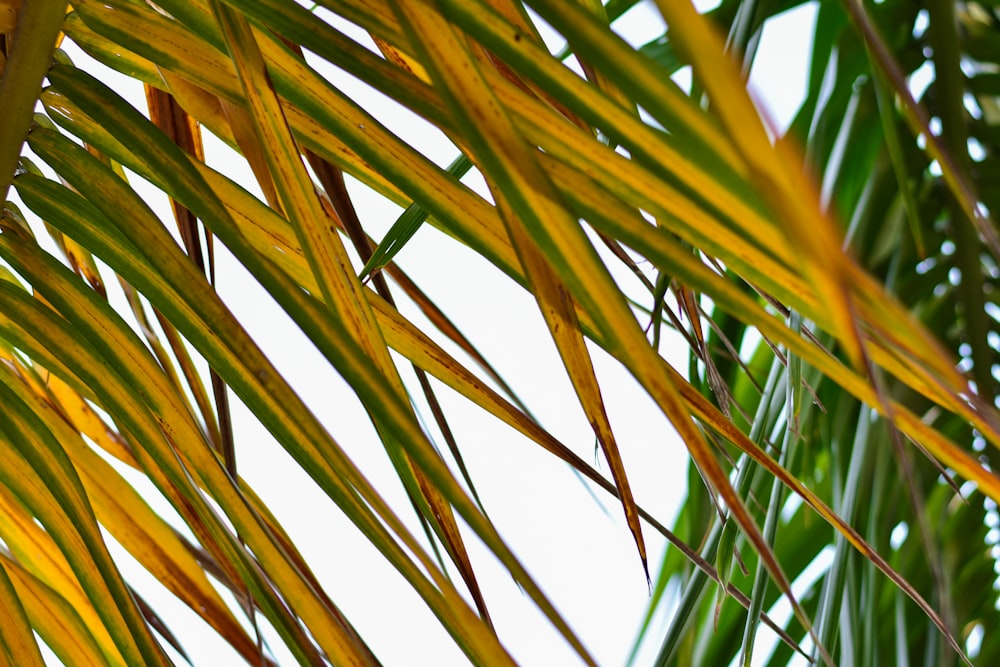 a close up of a palm tree with yellow leaves