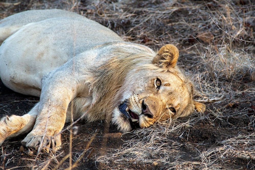 a lion laying on the ground in the grass