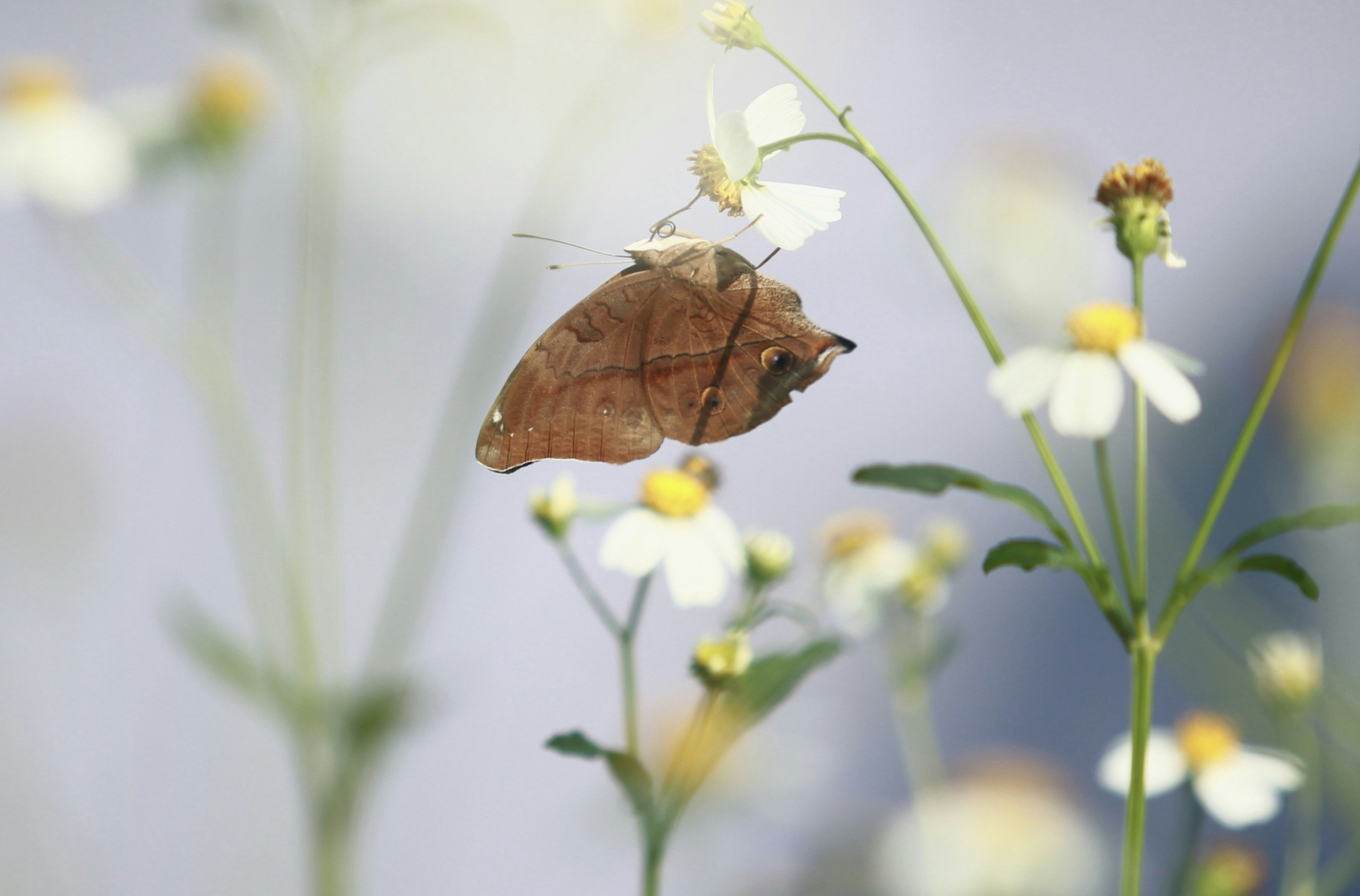 Photo by azlanhadiabubakar