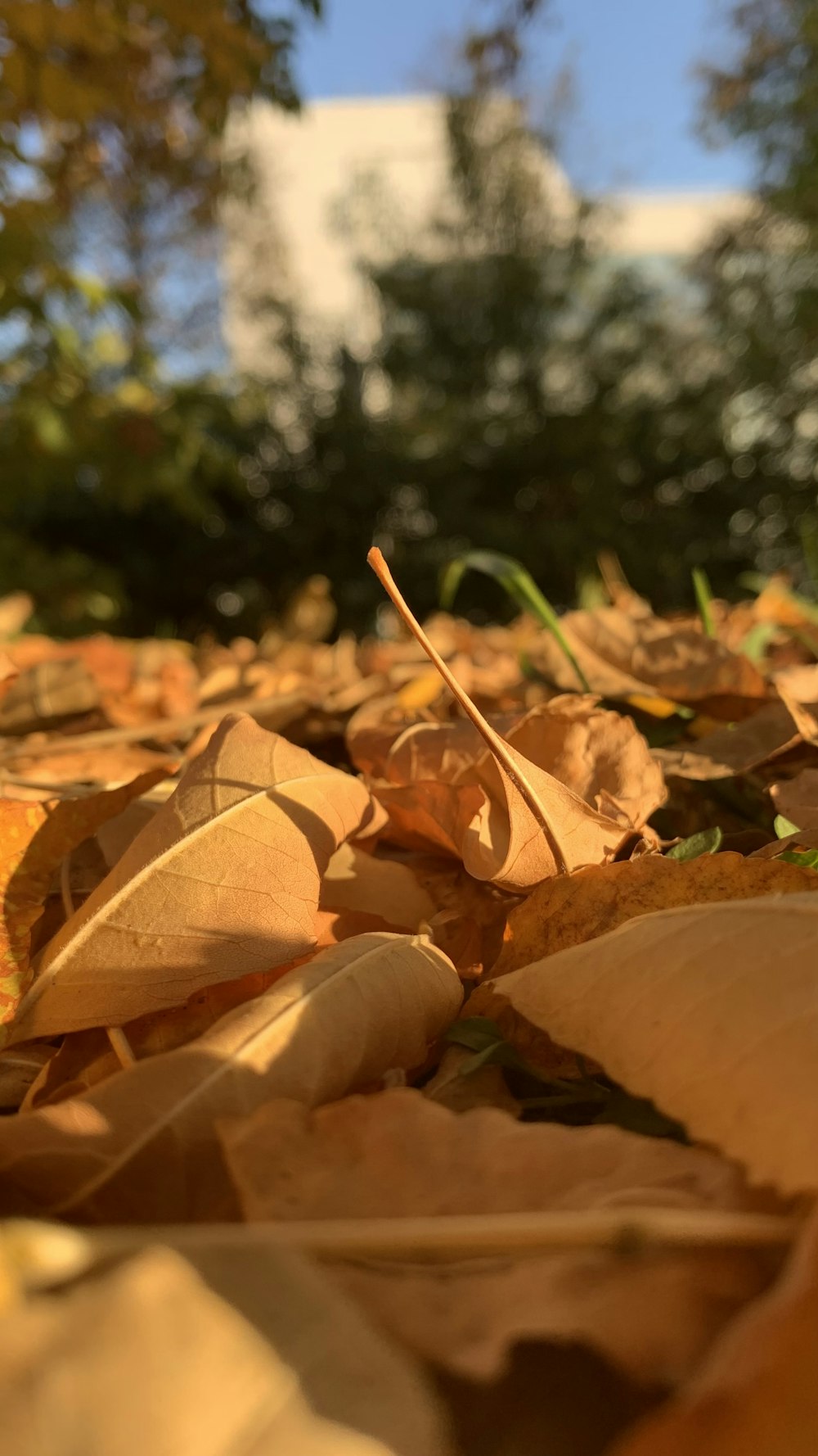 a close up of leaves on the ground with trees in the background