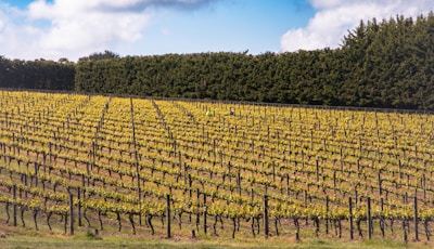 A vast vineyard stretches out across the image, with neatly arranged rows of grapevines. The grapevines exhibit green and yellow hues, indicating they are in a growing stage. In the background, a dense row of dark green trees forms a natural border against a partly cloudy blue sky. Two people can be seen working among the vines, wearing bright clothing for visibility.
