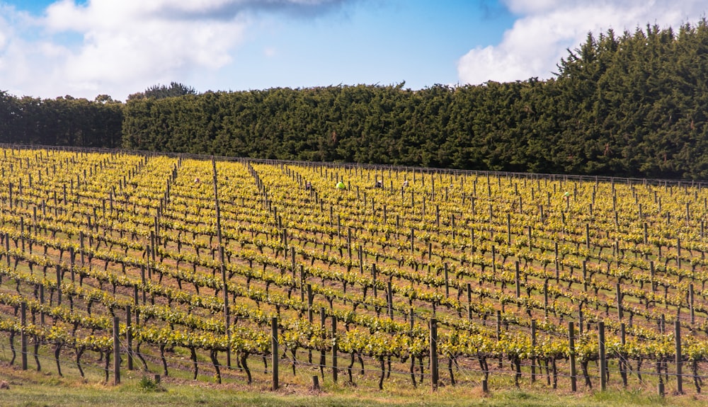 a large field of vines with trees in the background