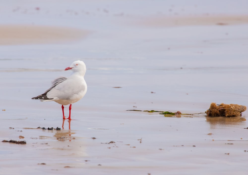 a seagull standing on the beach looking for food