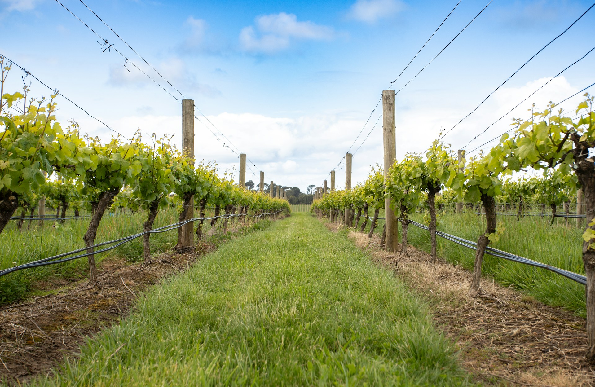 A neatly organized vineyard with rows of grapevines supported by wooden posts and wires. The grapevines have lush green leaves, and the ground is covered in grass. The sky above is clear with a few clouds.
