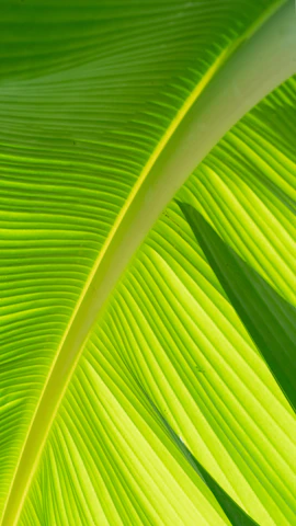a close up of a large green leaf
