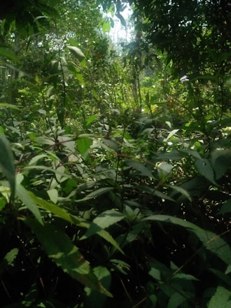A dense collection of green foliage fills the scene, with a variety of leaves overlapping in layers. Sunlight filters through the canopy above, creating spots of light and shadow on the plants. The environment is lush and vibrant, suggestive of a healthy, thriving ecosystem.