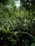 A dense collection of green foliage fills the scene, with a variety of leaves overlapping in layers. Sunlight filters through the canopy above, creating spots of light and shadow on the plants. The environment is lush and vibrant, suggestive of a healthy, thriving ecosystem.