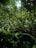A dense collection of green foliage fills the scene, with a variety of leaves overlapping in layers. Sunlight filters through the canopy above, creating spots of light and shadow on the plants. The environment is lush and vibrant, suggestive of a healthy, thriving ecosystem.