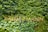 A vertical garden features a variety of lush green plants with diverse leaf shapes and sizes. The word 'ZIMMERMANN' is prominently displayed in elegant gold letters across the foliage.