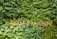A vertical garden features a variety of lush green plants with diverse leaf shapes and sizes. The word 'ZIMMERMANN' is prominently displayed in elegant gold letters across the foliage.