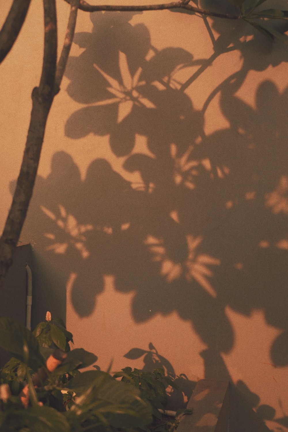 a plant casts a shadow on a wall