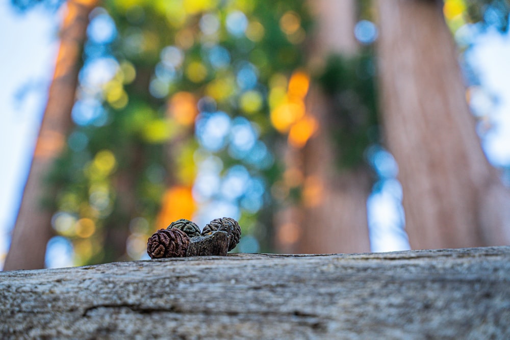 a pine cone sitting on top of a tree trunk