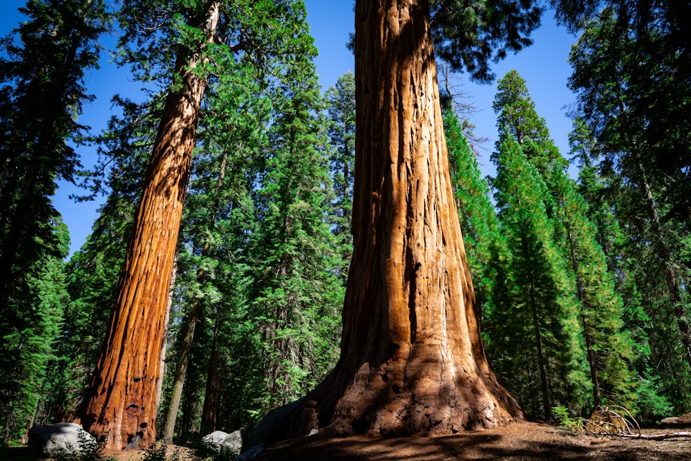 two large trees in the middle of a forest