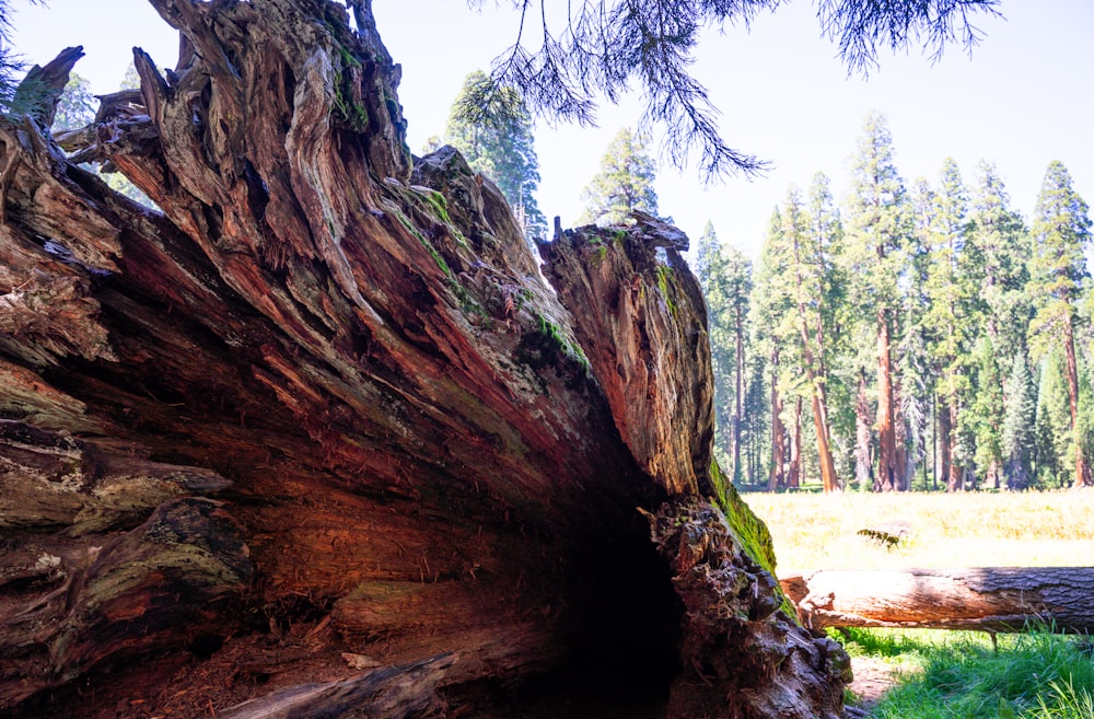 a large tree that has been cut down