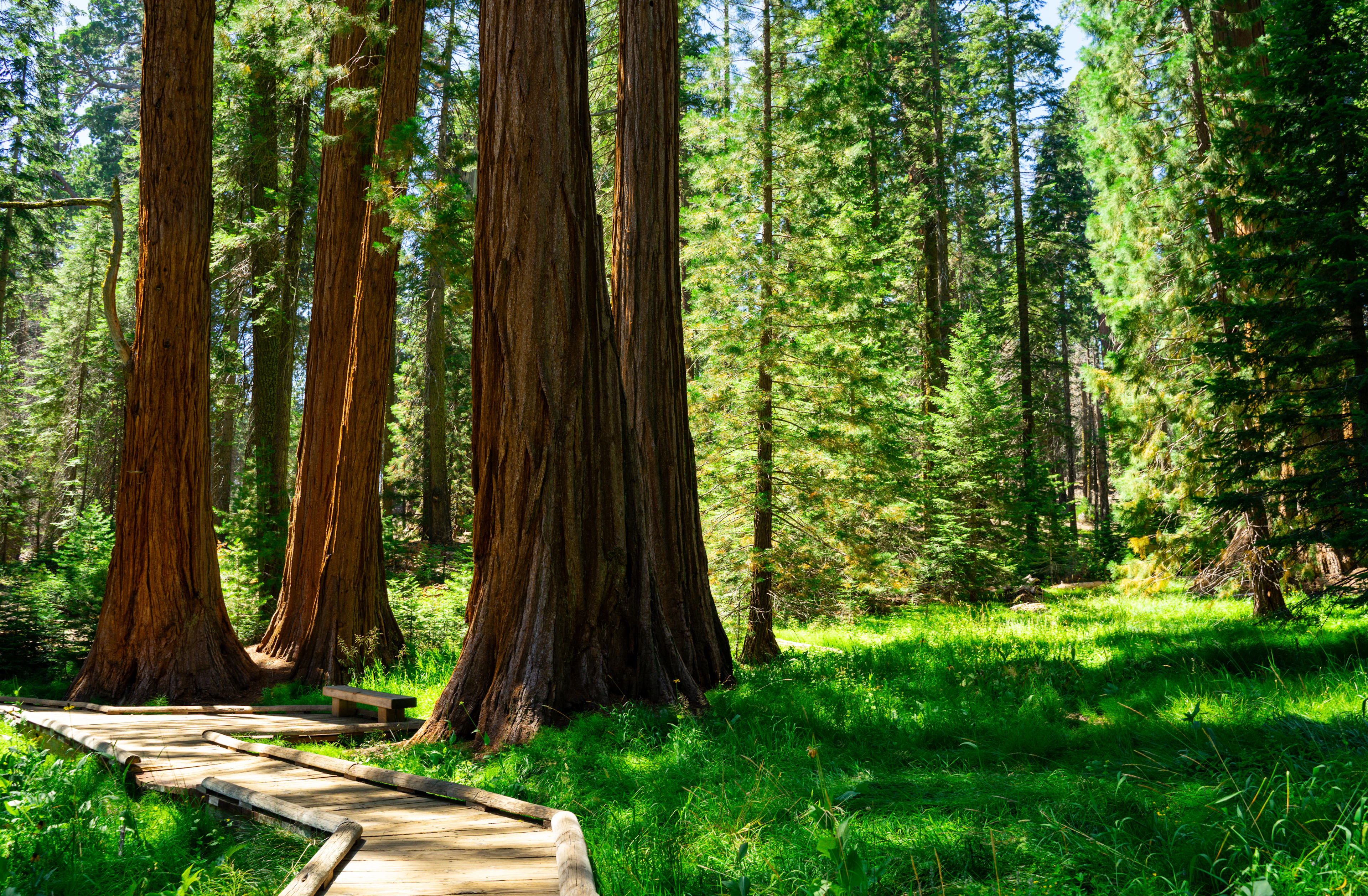 A wooden boardwalk through a forest of tall redwoods