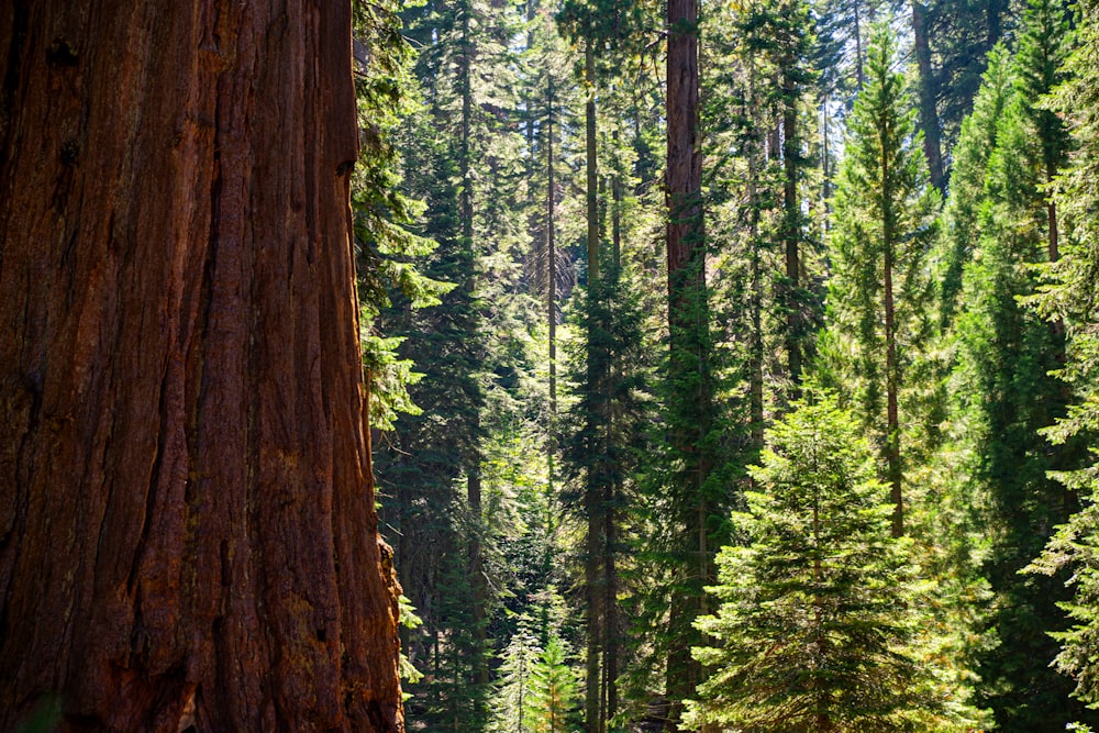 a forest filled with lots of tall trees