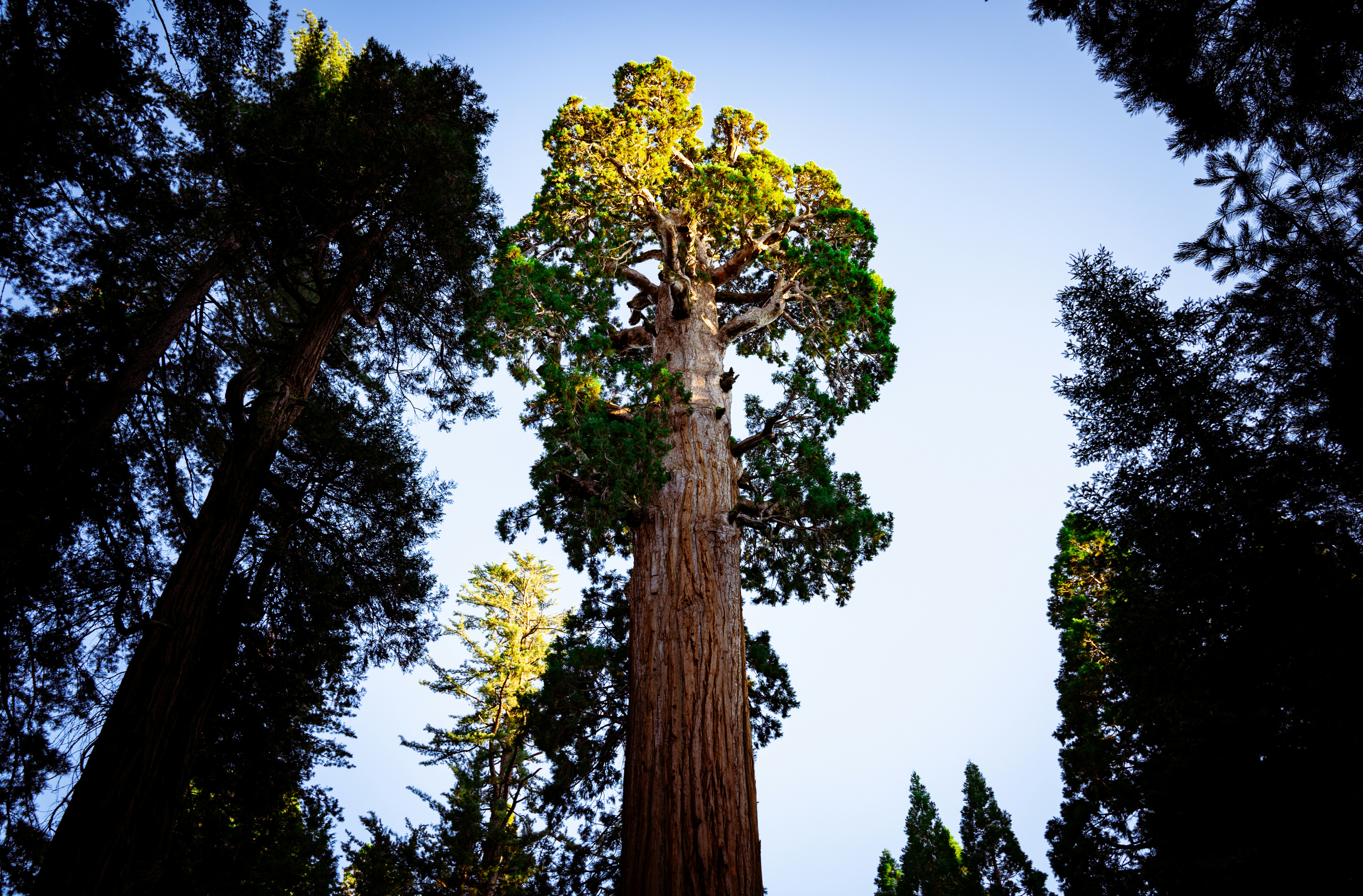 a tall tree in the middle of a forest