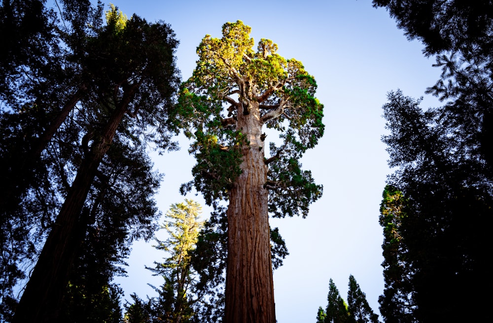 a tall tree in the middle of a forest