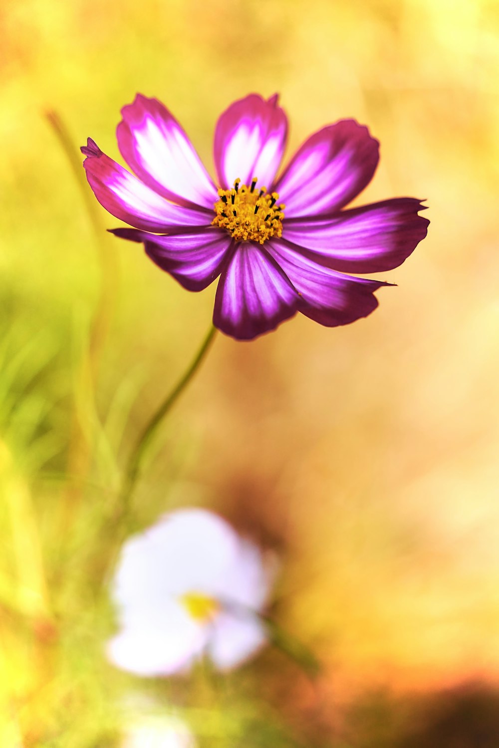 a close up of a flower with a blurry background