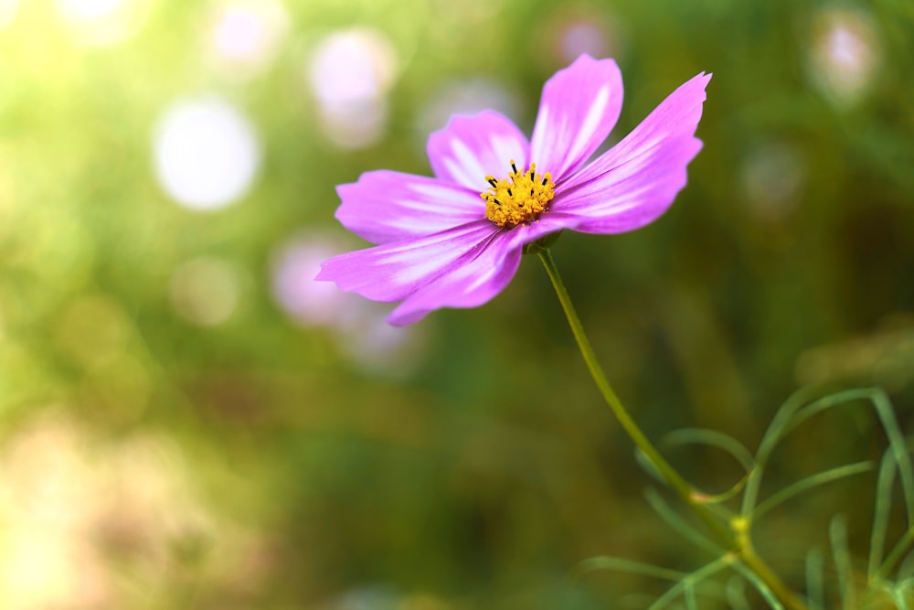 a purple flower with a yellow center in a field