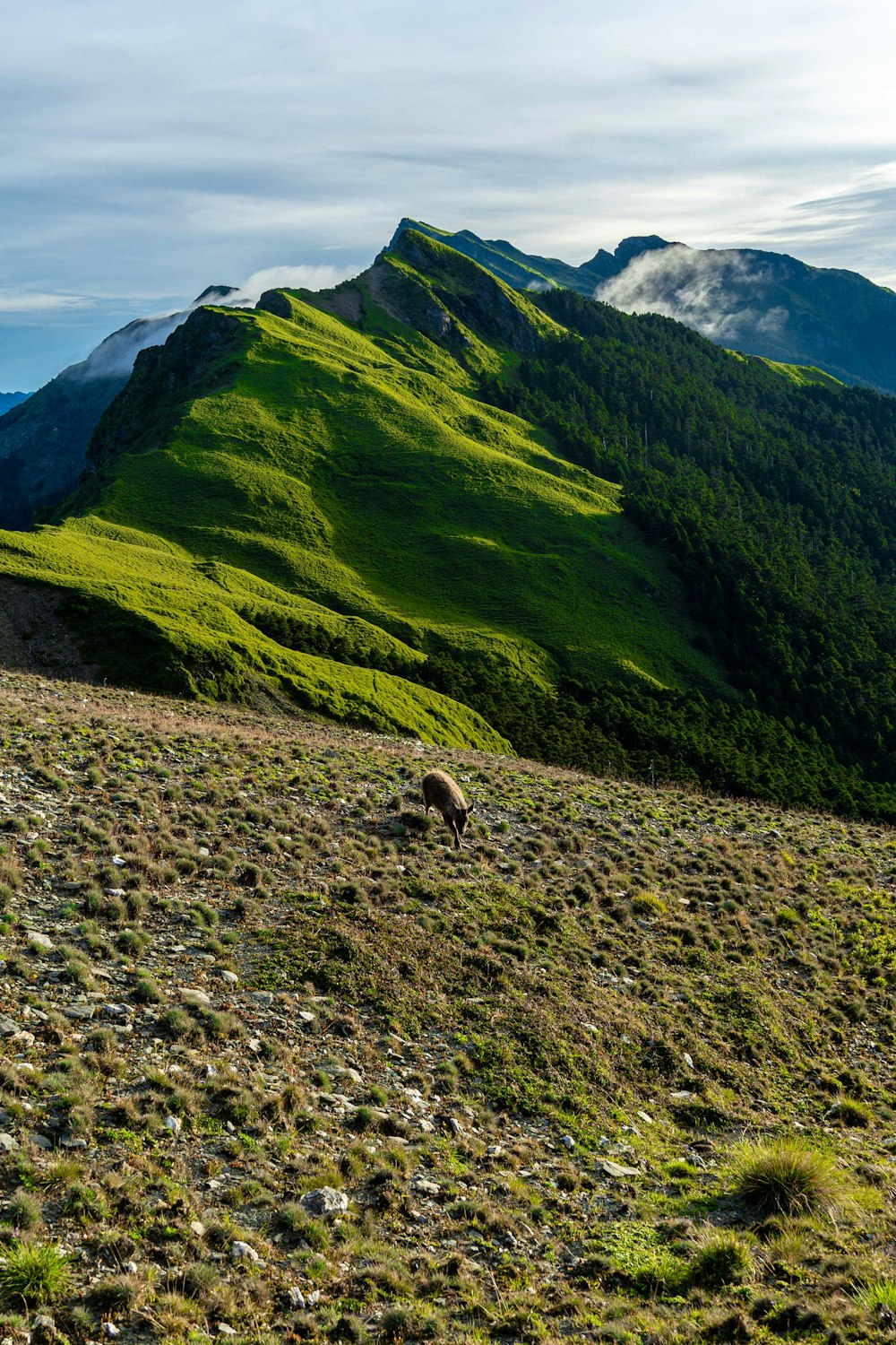 a dog is walking on a grassy hill