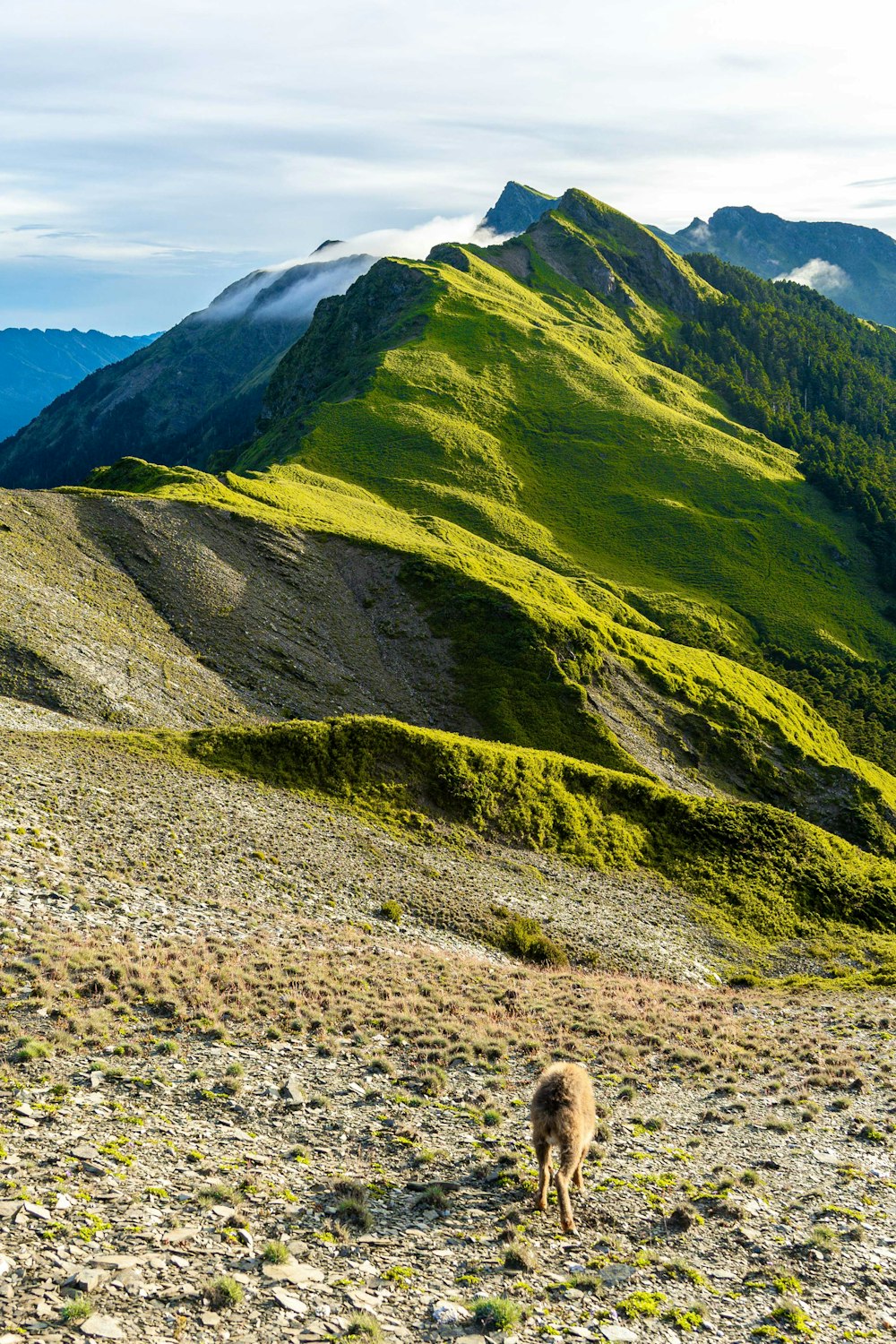 una oveja parada en la cima de una exuberante ladera verde