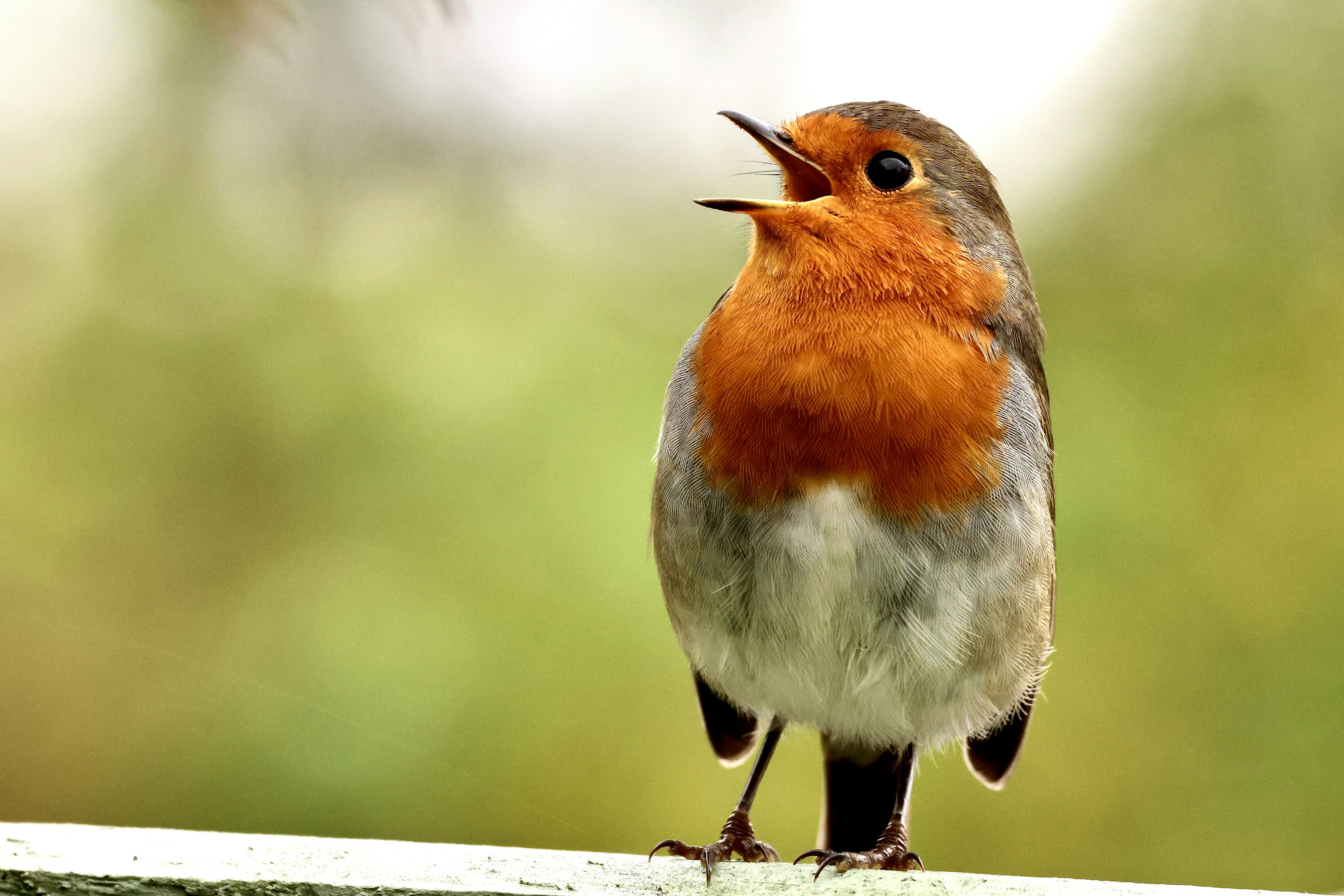 Heartwarming National Bird Day Quotes to Inspire You