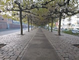 A symmetrical pathway lined with identical trees on both sides extends into the distance. The trees form a canopy overhead, with branches creating a patterned and structured look. On the left, a brick building and road are visible, while on the right, a row of parked cars and residential buildings can be seen.