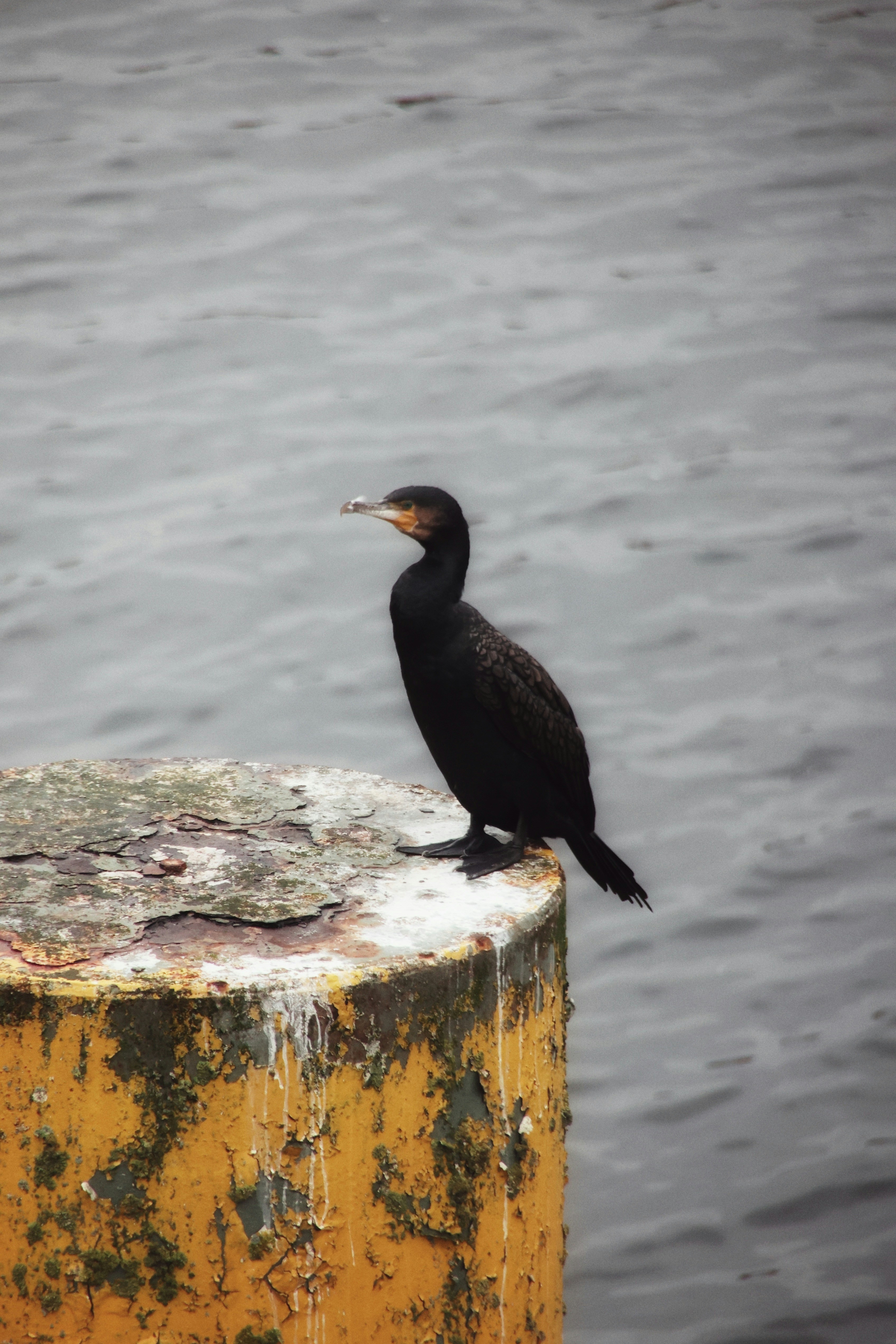 Photo by michaja_sudar