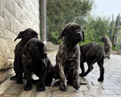 Several brindle-colored puppies are gathered on a paved surface next to a stone wall. The puppies are looking around curiously, with one standing and the others either sitting or exploring. The background contains blurry greenery, suggesting an outdoor setting.