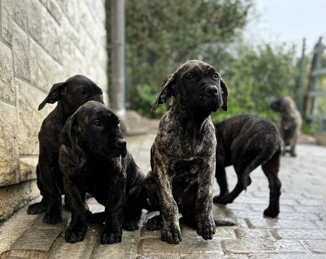 Several brindle-colored puppies are gathered on a paved surface next to a stone wall. The puppies are looking around curiously, with one standing and the others either sitting or exploring. The background contains blurry greenery, suggesting an outdoor setting.