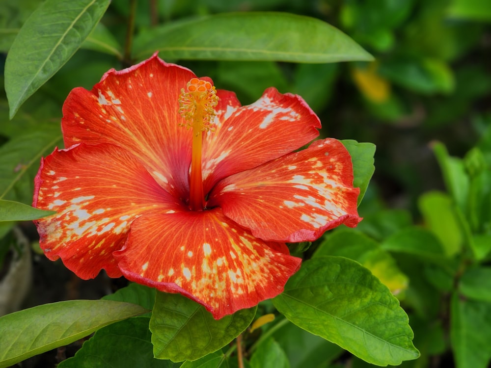 a red and white flower with green leaves