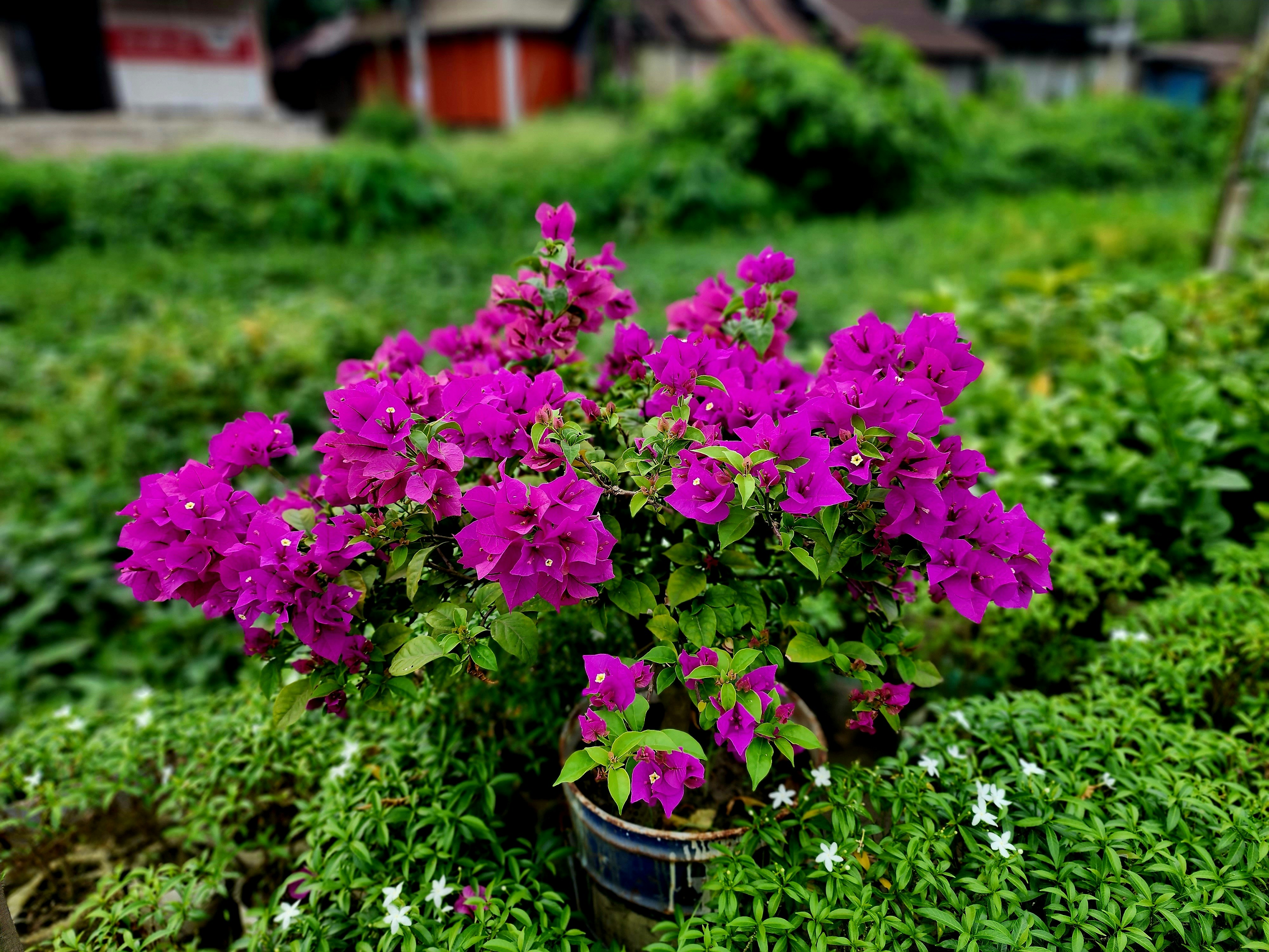 Primavera (Bougainvillea): A Trepadeira que Explode em Cores