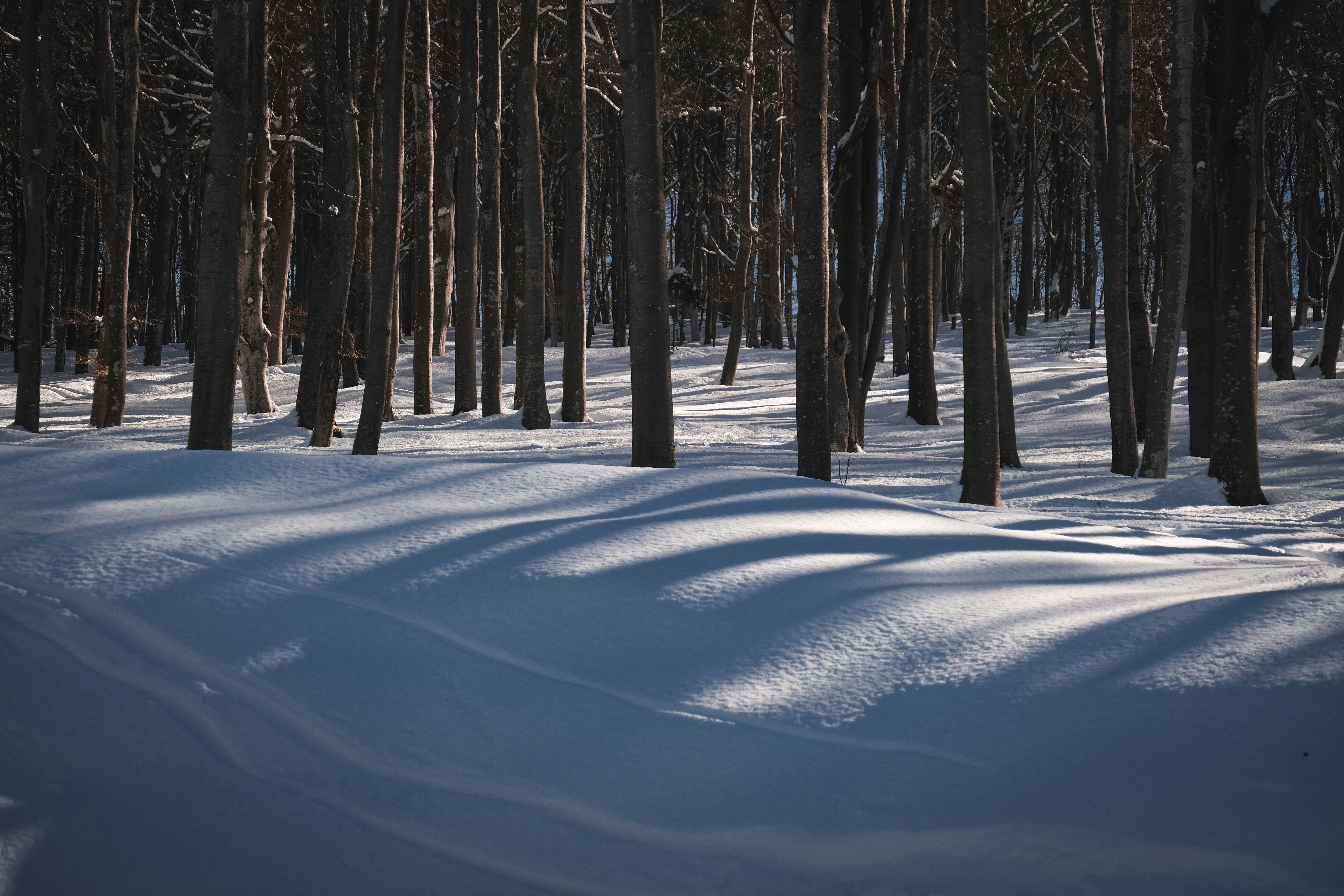 Photo by francesco_ungaro