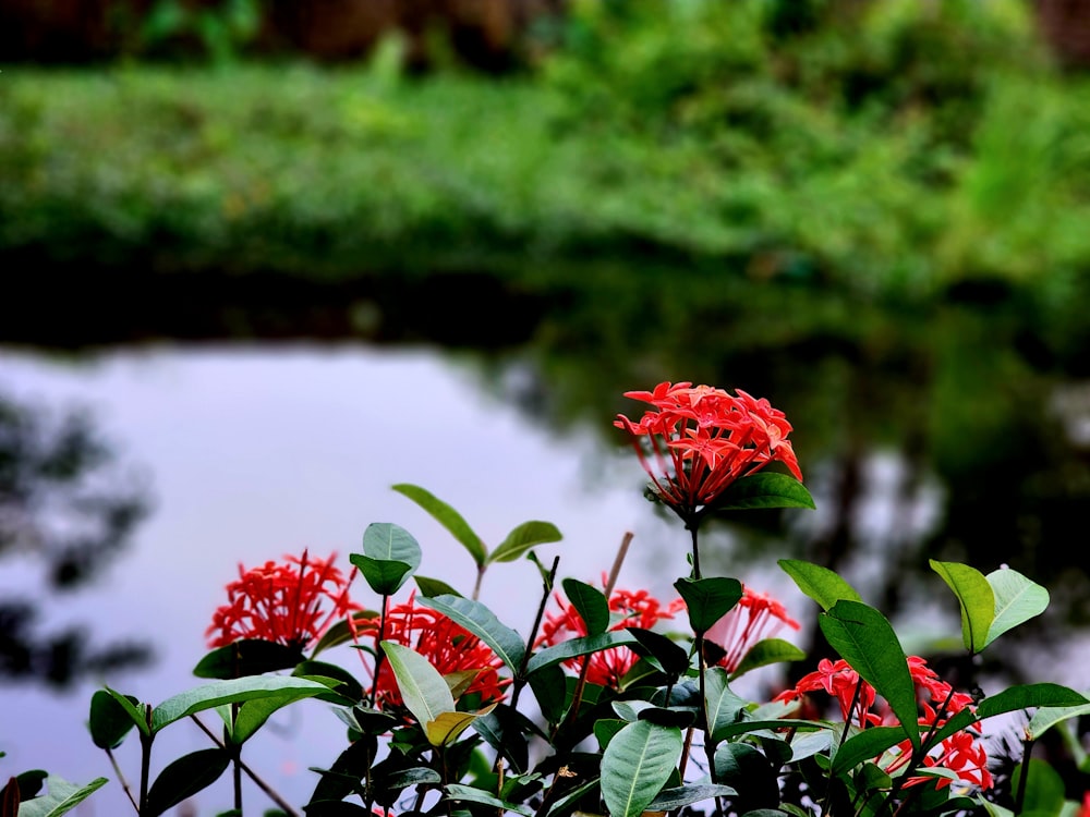 a bunch of red flowers near a body of water