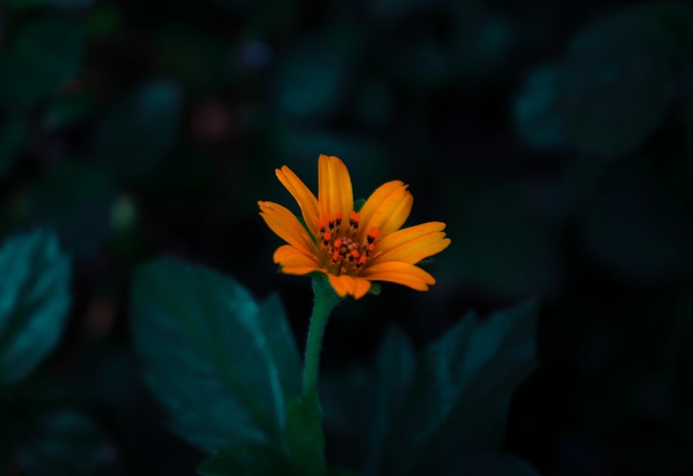 a yellow flower with green leaves in the background