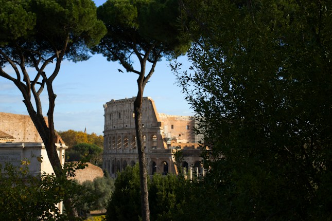 A view of the Colosseum partially obscured by tall trees and lush greenery, with a clear blue sky in the background. The light casts a warm glow on the ancient structure, highlighting its arches and historical texture.