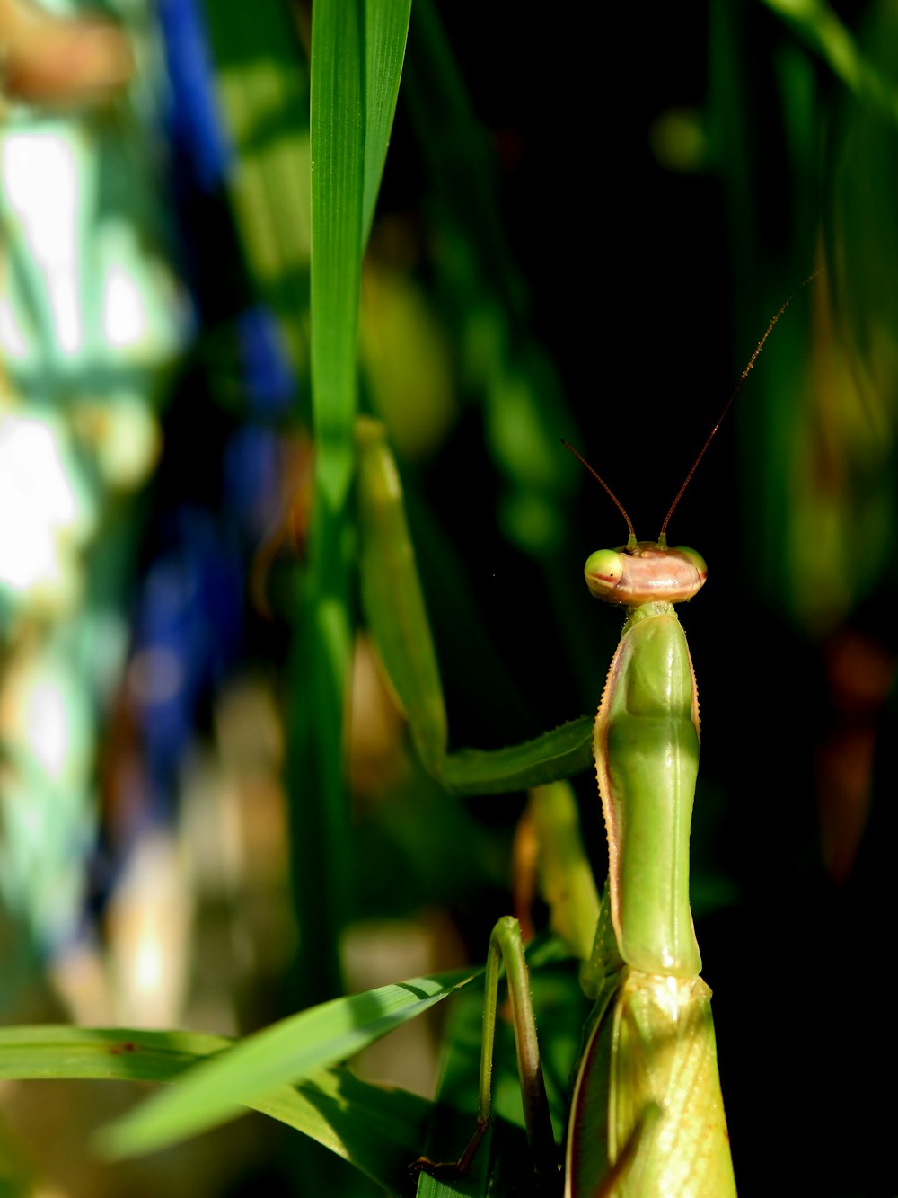 a close up of a grasshopper on a plant